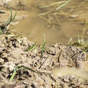 ASGM and Mercury Pollution Problem