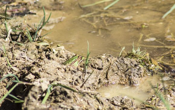 Environmental Impact Assessments Studies Environmental Impact Assessments Studies