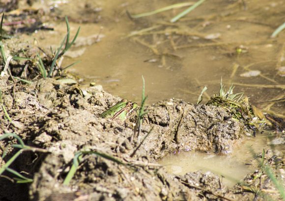 ASGM and Mercury Pollution Problem